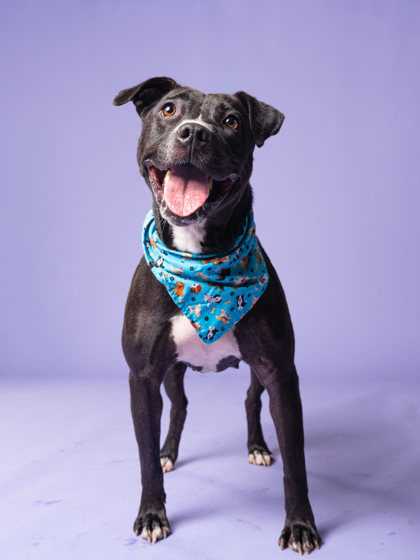 Shelter Stray Female Dog last seen Ralph David Abernathy and Windsor, Atlanta, GA, 1251 Fulton Industrial Blvd NW, Atlanta, GA 30336, USA