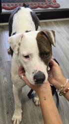 Shelter Stray Female Dog last seen Near Section Street, Fairhope, AL 36532, Fairhope Animal Control Jurisdiction, AL, 555 S Section St, Fairhope, AL 36532, USA