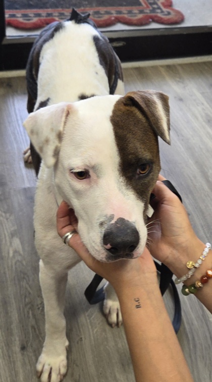 Shelter Stray Female Dog last seen Near Section Street, Fairhope, AL 36532, Fairhope Animal Control Jurisdiction, AL, 555 S Section St, Fairhope, AL 36532, USA
