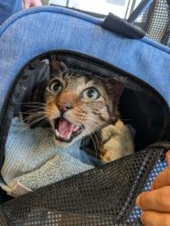 Shelter Stray Male Cat last seen Near Argonne Ave NE, Atlanta, GA, 1251 Fulton Industrial Blvd NW, Atlanta, GA 30336, USA