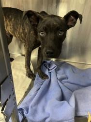 Shelter Stray Male Dog last seen St. John, New Bern City Limits, NC, 1639 Old Airport Rd, New Bern, NC 28562, USA