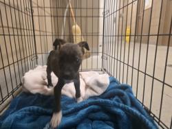 Shelter Stray Female Dog last seen Near Hillcrest, 75149, TX, 1650 Gross Rd, Mesquite, TX 75149, USA