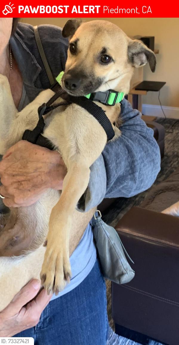 Lost Female Dog last seen Monticello and Moraga Ave, Piedmont, CA 94611