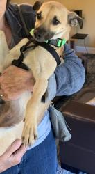 Lost Female Dog last seen Monticello and Moraga Ave, Piedmont, CA 94611