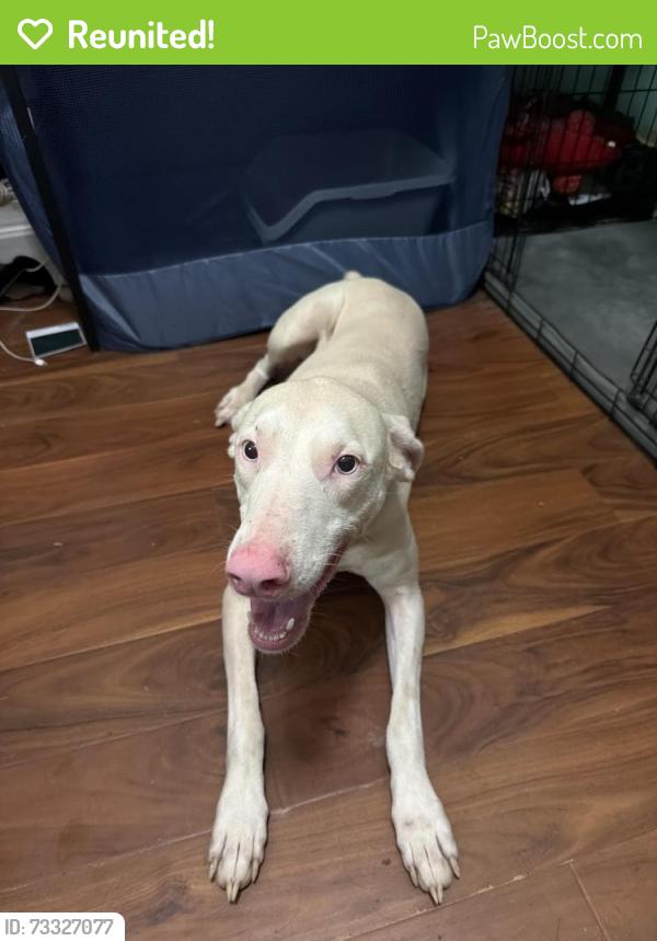 Reunited Female Dog last seen horse farm on the corner of nichols rd and mars hill rd, Powder Springs, GA 30127