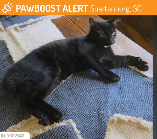 Found/Stray Male Cat last seen Old Charlotte road, Meadow street, Loche Adele drive, Spartanburg, SC 29307