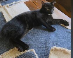 Found/Stray Male Cat last seen Old Charlotte road, Meadow street, Loche Adele drive, Spartanburg, SC 29307