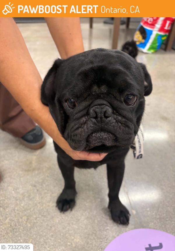 Found/Stray Male Dog last seen Francis & Palmetto ONTARIO CA, Ontario, CA 91762