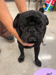Found/Stray Male Dog last seen Francis & Palmetto ONTARIO CA, Ontario, CA 91762