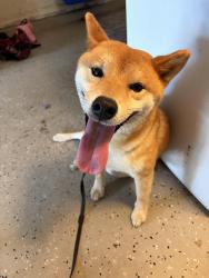 Found/Stray Male Dog last seen Tumble Street and Millard, Port St. Lucie, FL 34953