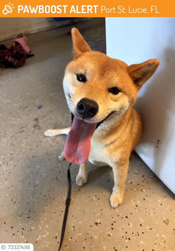 Found/Stray Male Dog last seen Tumble Street and Millard, Port St. Lucie, FL 34953