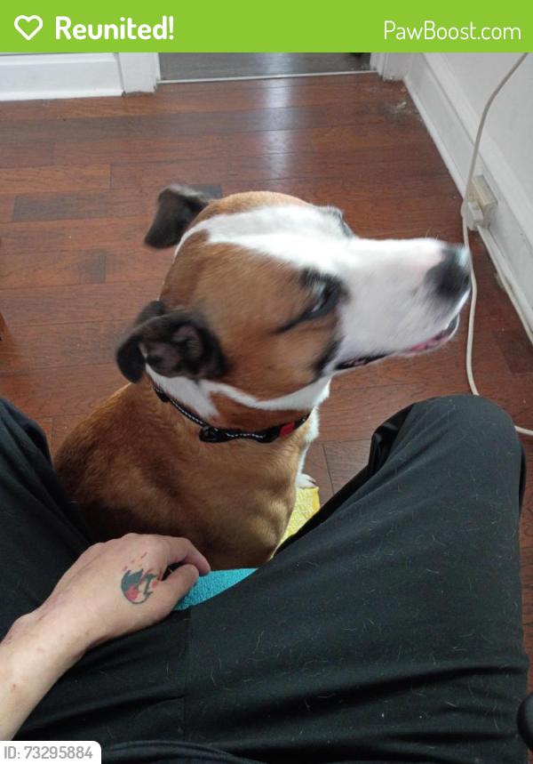 Reunited Male Dog last seen Peale st, Joliet, IL 60433