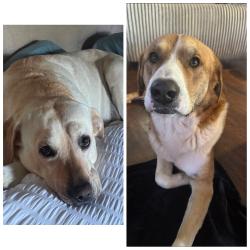 Reunited Male Dog last seen EL gusto st, San Antonio, TX 78233
