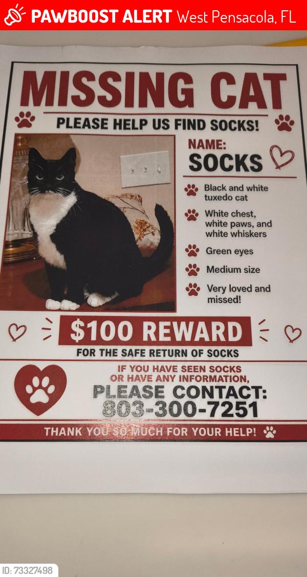 Lost Female Cat last seen Grocery advantage, West Pensacola, FL 32506
