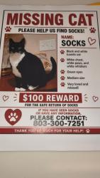 Lost Female Cat last seen Grocery advantage, West Pensacola, FL 32506