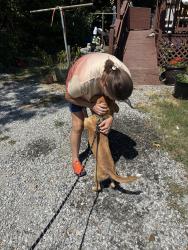 Reunited Male Dog last seen Sid Mitchell Rd & Holden Road, Youngsville, NC 27596