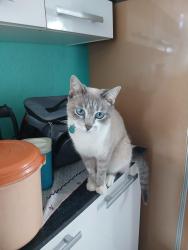 Lost Female Cat last seen Final da Rua Padre Cicero Romão Batista, Parque Imperial, SP 06462-010
