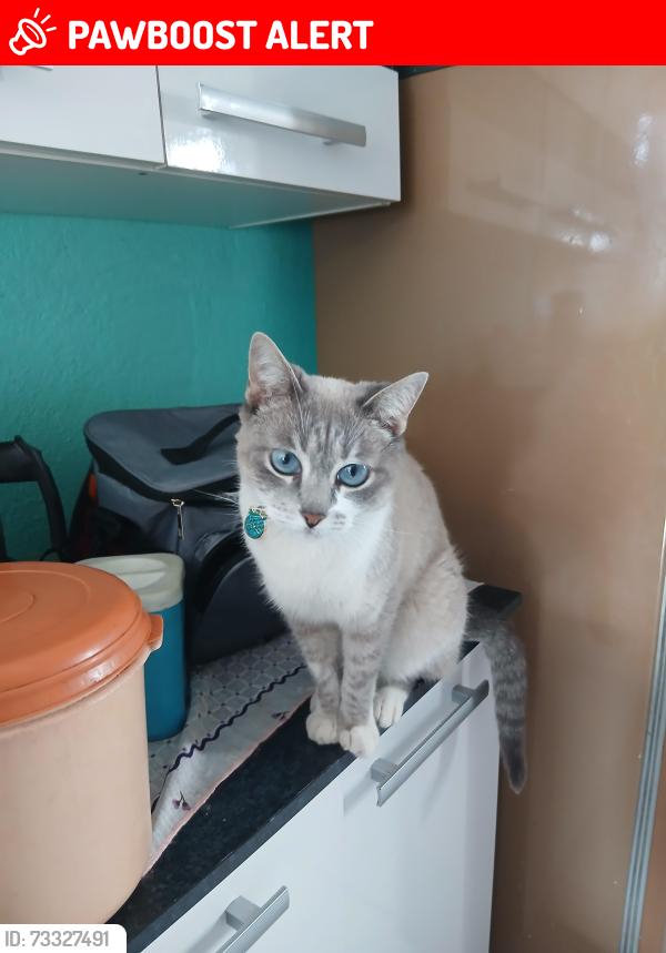 Lost Female Cat last seen Final da Rua Padre Cicero Romão Batista, Parque Imperial, SP 06462-010
