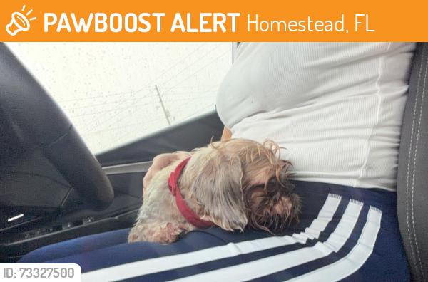 Found/Stray Male Dog last seen Sw 162 avenue and 285 st, Homestead, FL 33033