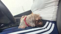 Found/Stray Male Dog last seen Sw 162 avenue and 285 st, Homestead, FL 33033