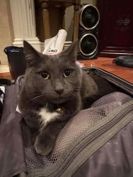 Lost Female Cat last seen 165B street and 109A Ave, Surrey, BC V4N 5G7