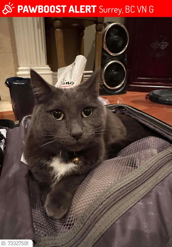Lost Female Cat last seen 165B street and 109A Ave, Surrey, BC V4N 5G7