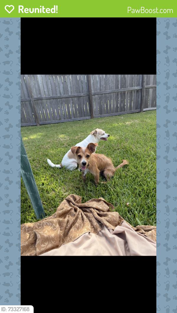 Reunited Male Dog last seen Scott, Houston, TX 77047