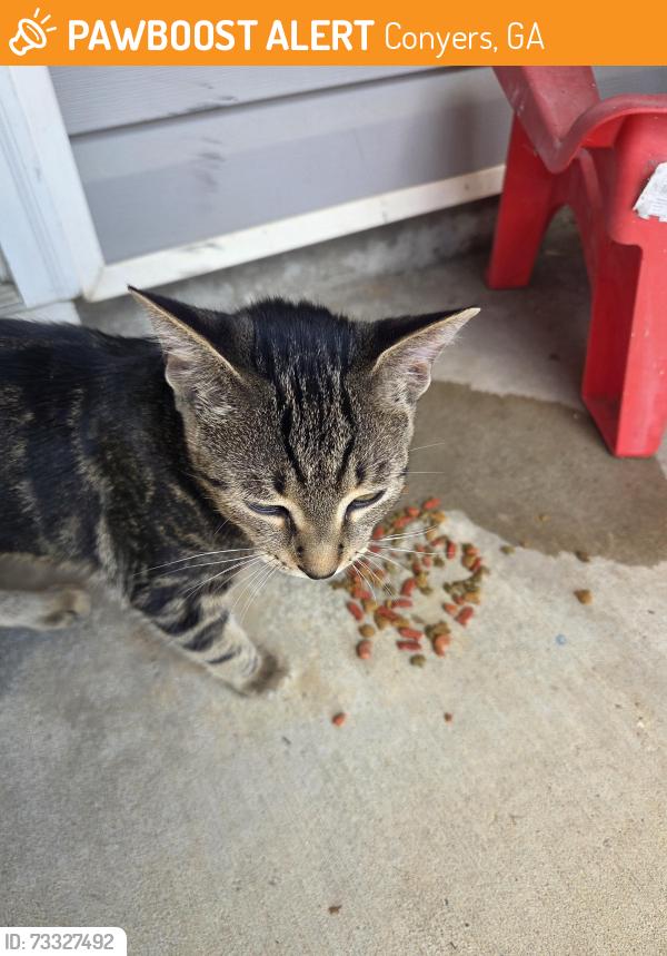Found/Stray Female Cat last seen Odyssey turn, Conyers, GA 30012