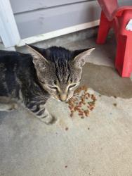 Found/Stray Female Cat last seen Odyssey turn, Conyers, GA 30012