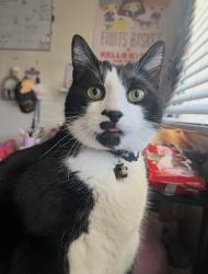 Lost Male Cat last seen Sylvan Dr. San Jose, CA, San Jose, CA 95148