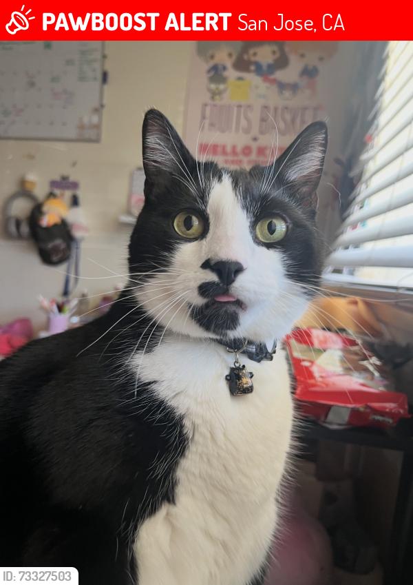 Lost Male Cat last seen Sylvan Dr. San Jose, CA, San Jose, CA 95148