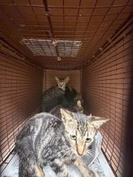 Shelter Stray Female Cat last seen Near Faro Drive, AUSTIN, TX, 78741, 7201 Levander Loop bldg a, Austin, TX 78702, USA