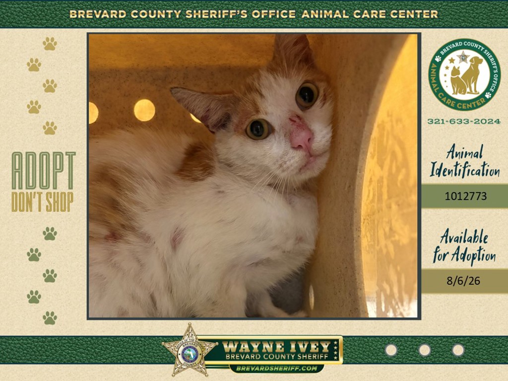 Shelter Stray Female Cat last seen Near Ritzcraft Street, COCOA, FL, 32926, 5100 W Eau Gallie Blvd, Melbourne, FL 32934, USA
