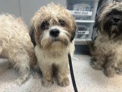 Shelter Stray Unknown Dog last seen Near 14th Street, NEW YORK, NY, 10009, 326 E 110th St, New York, NY 10029, USA
