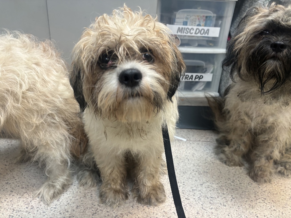 Shelter Stray Unknown Dog last seen Near 14th Street, NEW YORK, NY, 10009, 326 E 110th St, New York, NY 10029, USA