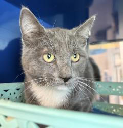 Shelter Stray Male Cat last seen 38th and Kipling, Wheat Ridge, CO, 80033, 580 McIntyre St, Golden, CO 80401, USA