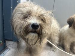 Shelter Stray Unknown Dog last seen Near 14th Street, NEW YORK, NY, 10009, 326 E 110th St, New York, NY 10029, USA