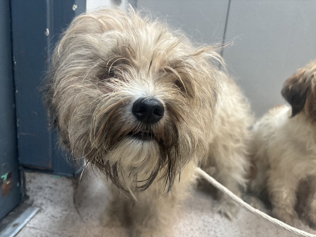 Shelter Stray Unknown Dog last seen Near 14th Street, NEW YORK, NY, 10009, 326 E 110th St, New York, NY 10029, USA