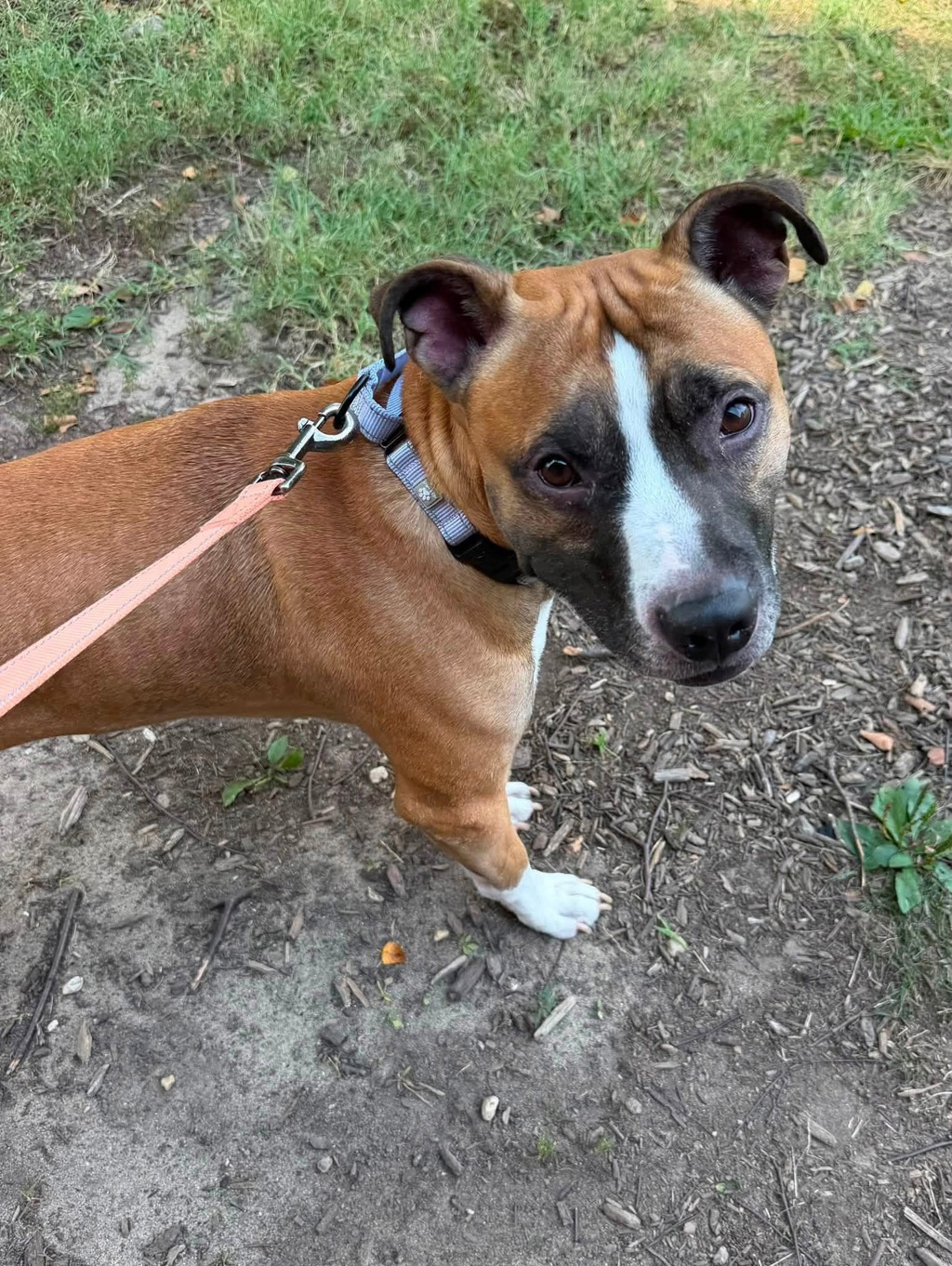 Shelter Stray Male Dog last seen Reece Road, SEVERN, MD, 21144, 411 Maxwell Frye Rd, Millersville, MD 21108, USA