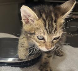 Shelter Stray Male Cat last seen Near Johnson Street, SAN LEANDRO, CA, 94577, 8323 Baldwin St, Oakland, CA 94621, USA