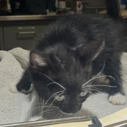 Shelter Stray Female Cat last seen Near Johnson Street, SAN LEANDRO, CA, 94577, 8323 Baldwin St, Oakland, CA 94621, USA