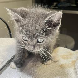 Shelter Stray Male Cat last seen Near Johnson Street, SAN LEANDRO, CA, 94577, 8323 Baldwin St, Oakland, CA 94621, USA