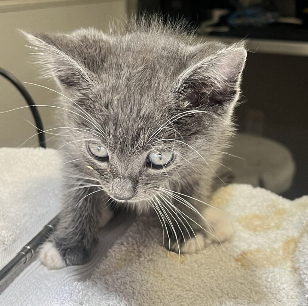 Shelter Stray Male Cat last seen Near Johnson Street, SAN LEANDRO, CA, 94577, 8323 Baldwin St, Oakland, CA 94621, USA