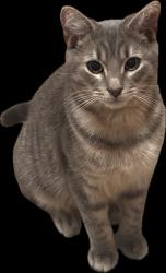 Reunited Male Cat last seen South Grove Street, DeLand, FL 32724