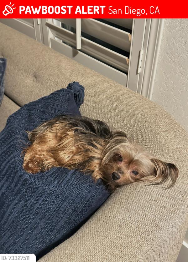 Lost Female Dog last seen Beyer boulevard, San Diego, CA 92154