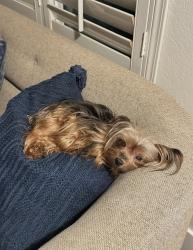 Lost Female Dog last seen Beyer boulevard, San Diego, CA 92154