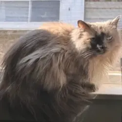 Lost Male Cat last seen Near MN-65, McGregor, MN 55760, USA, McGregor, MN 55760