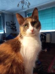 Lost Female Cat last seen tredegar, ebbw vale, Georgetown, Wales NP22 3JX