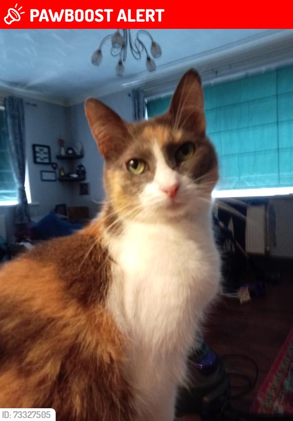 Lost Female Cat last seen tredegar, ebbw vale, Georgetown, Wales NP22 3JX