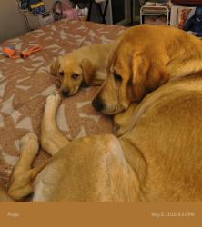 Lost Male Dog last seen 54th and Armstrong Wichita KS, Wichita, KS 67204